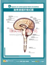 脑脊液循环模式图 人体结构图