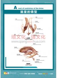 人体结构图 人体解剖图 医院挂图 人体骨骼结构图