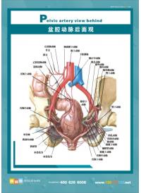 医院挂图 人体肛肠图 肛肠结构图 盆腔静脉后面观