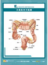 人体肛肠图 肛肠结构图 医院挂图 大肠肌肉与黏膜