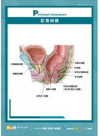 人体肛肠图 肛肠结构图 肛周间隙