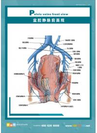 人体肛肠图 肛肠结构图 医院挂图 盆腔静脉前面观