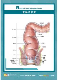 肛肠结构图 医院挂图 医院标语 直肠与肛管