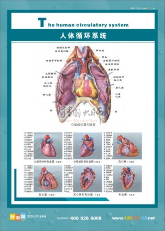 人体循环系统