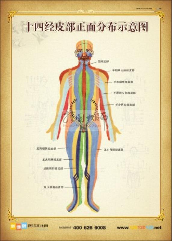 人体正面穴位示意图 人体穴位分布图 十四经皮部正面分布示意图 十四