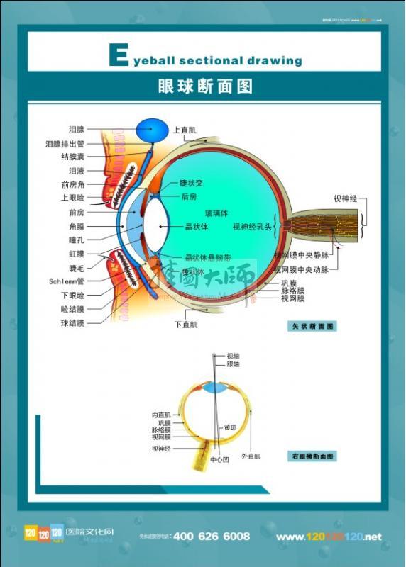 眼球断面图