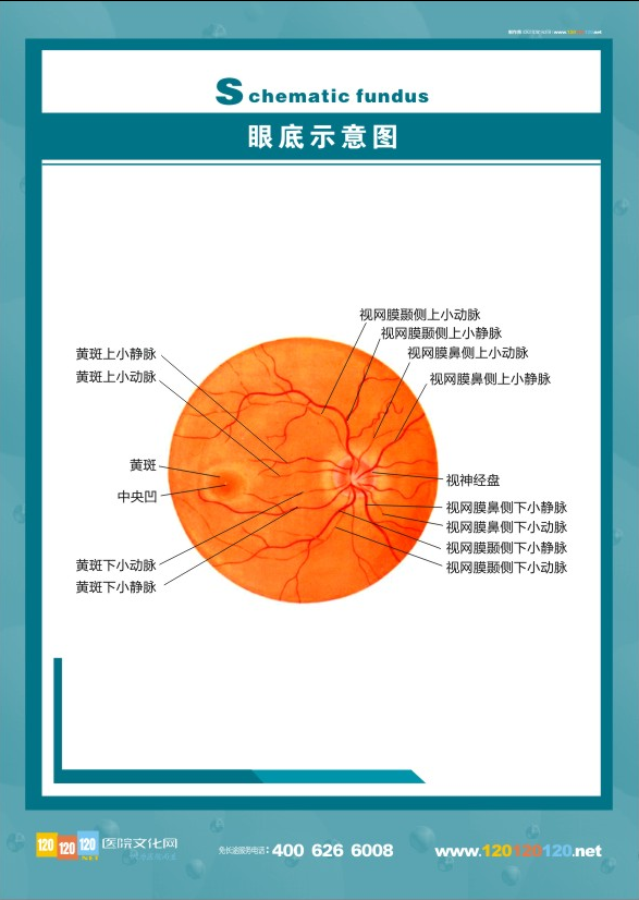 眼肌示意图