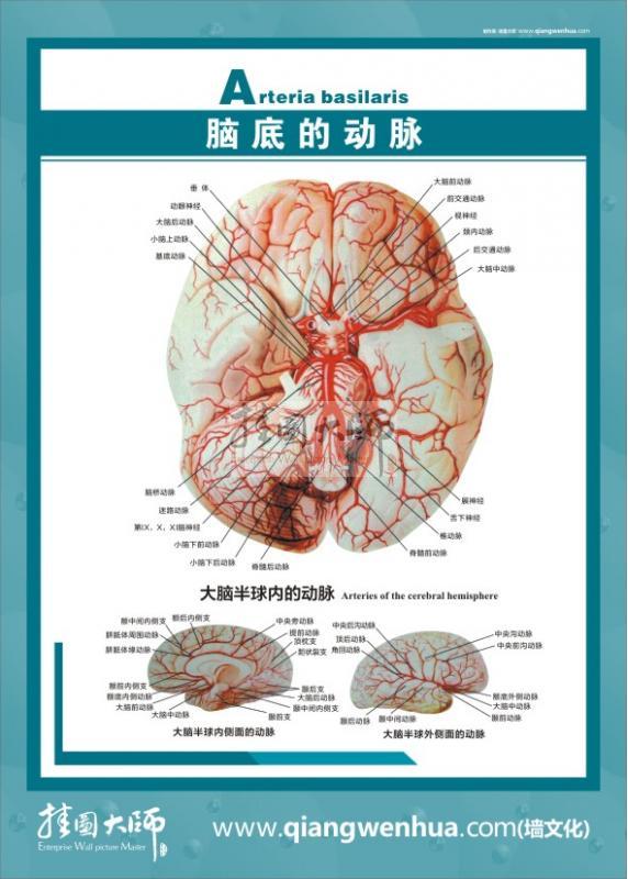 大脑解剖结构图 医学解剖图-脑底的动态