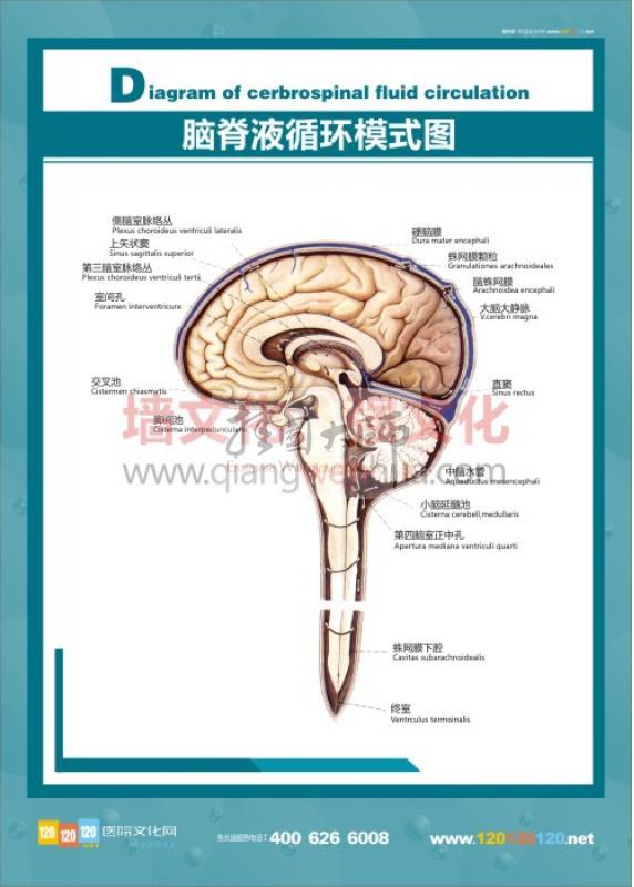 人体结构图 人体解剖图 医院挂图 人体骨骼结构图