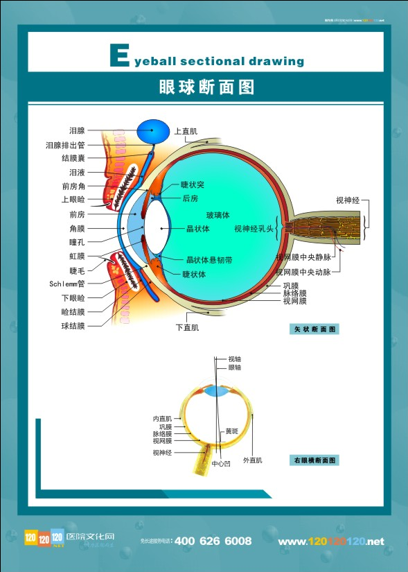 眼球断面图