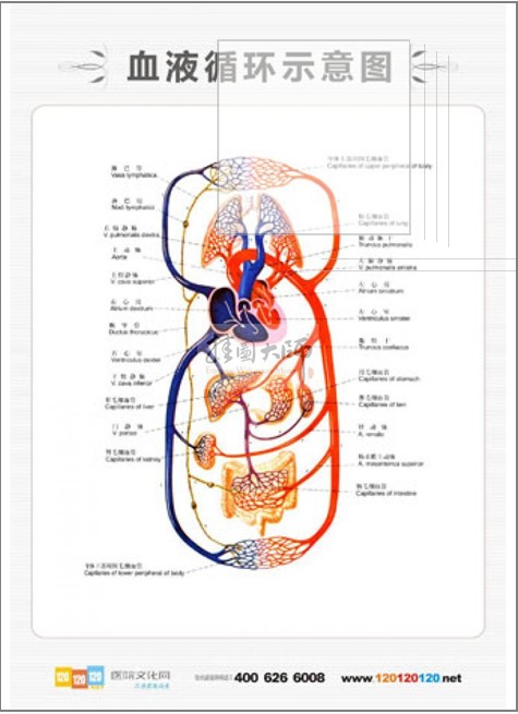 血液循环示意图