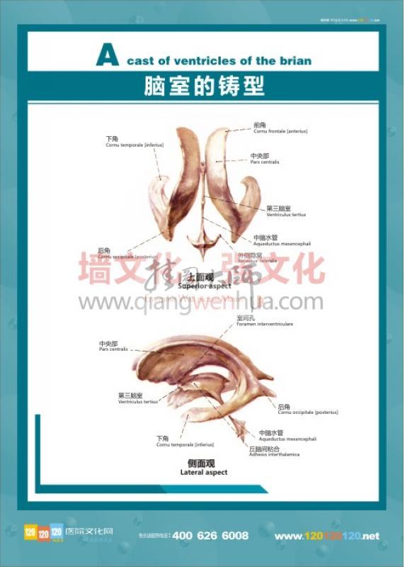 脑脊液循环模式图 人体结构图