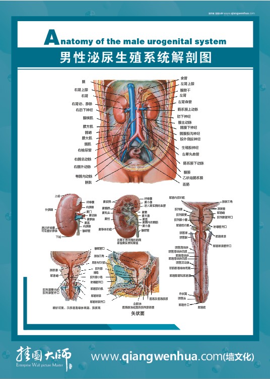 男性泌尿生殖系统解剖图