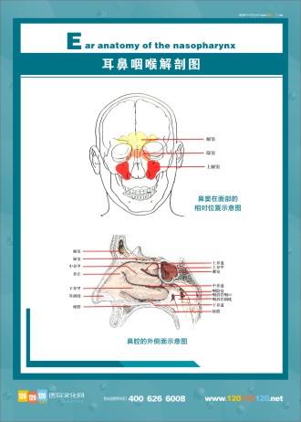 人体解剖图 五官解剖图 医学人体解剖图 人体结构解剖图 耳鼻咽喉解剖图