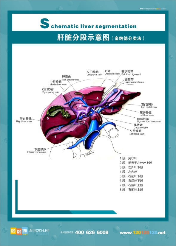 肝病科解剖图-肝脏分段示意图 肝脏解剖图