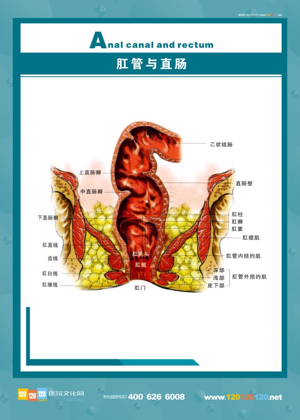 肛肠科解剖图-肛管与直肠