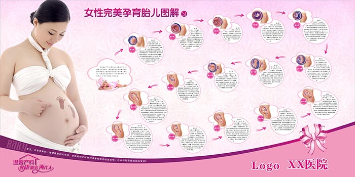 孕期胎儿图片 妇产科宣传栏