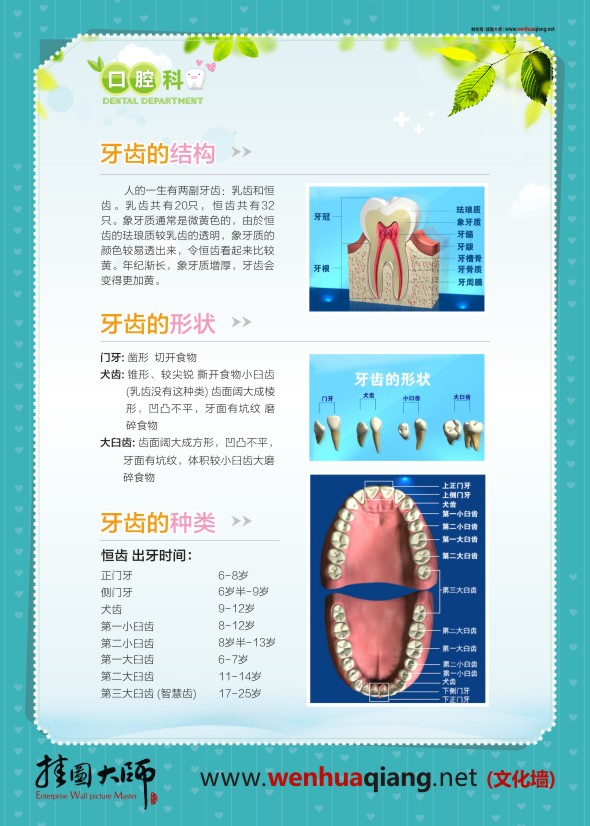 口腔科挂图 牙齿的结构 牙齿的形状 牙齿的种类
