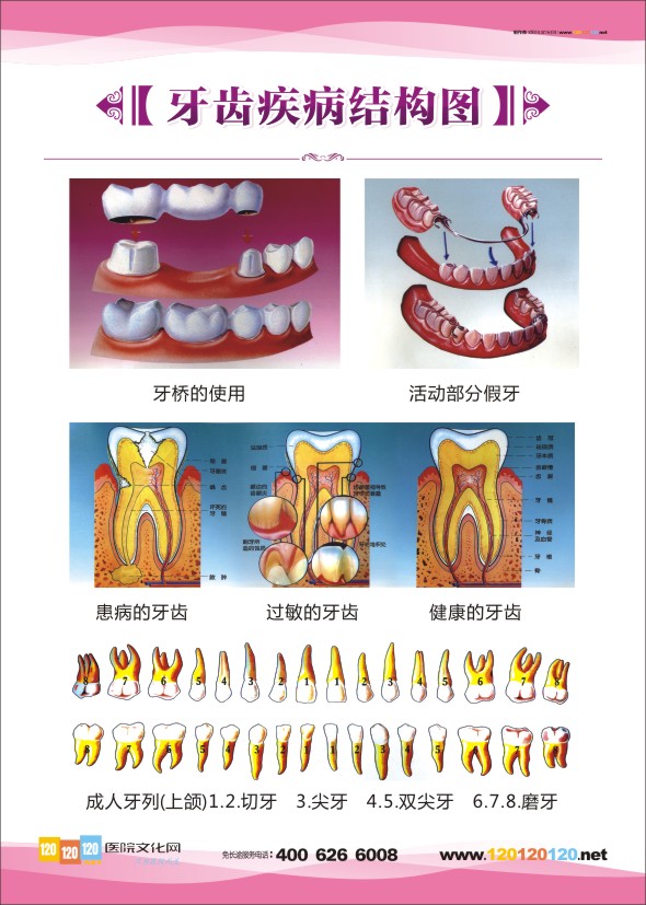 口腔科图片 口腔科解剖图-牙齿疾病结构图