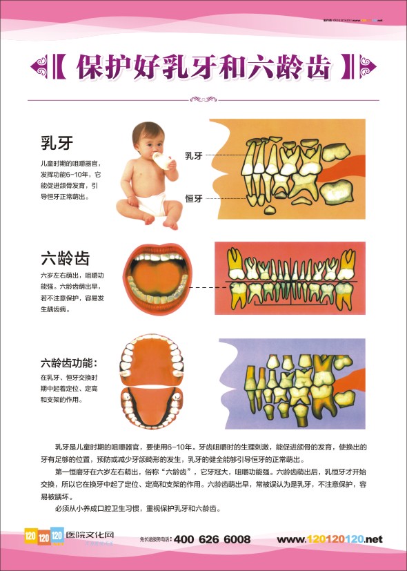 口腔医院图片 牙科诊所图片 口腔科挂图-保护好乳牙和六龄齿