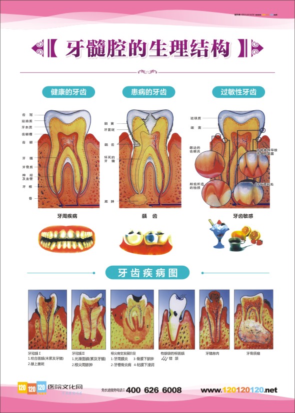 牙齿结构解剖图 牙齿结构图 牙齿的结构图 牙齿解剖图
