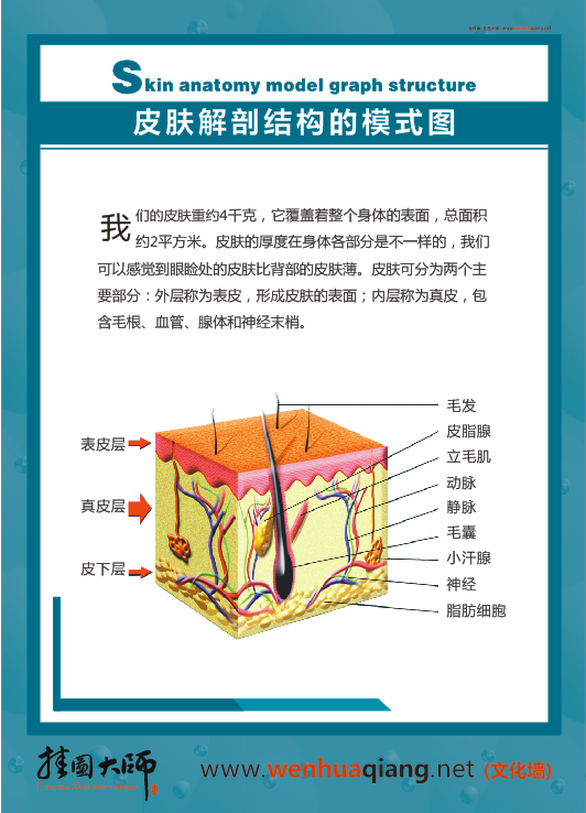 皮肤科解剖图-皮肤解剖结构的模式图