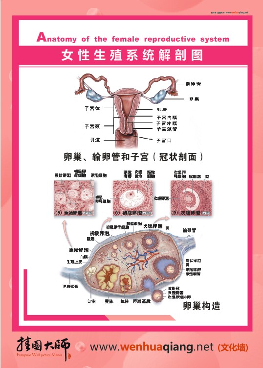 女性生殖器解剖图 女性人体解剖图