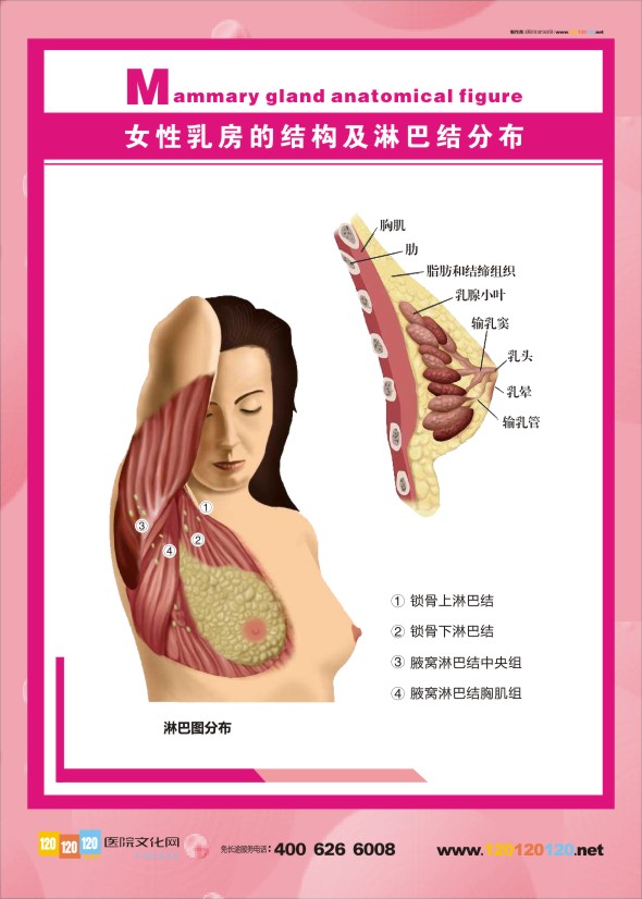 女性乳房结构图 乳房结构图 女性乳房的结构及淋巴结分布