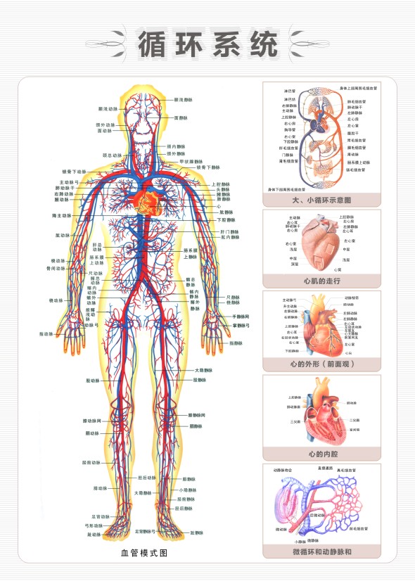 人体循环系统示意图
