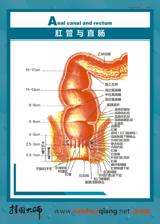 肛管与直肠
