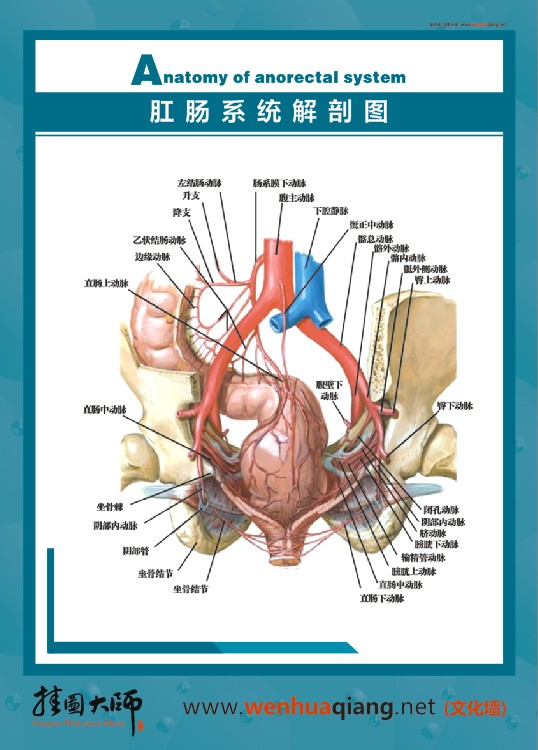 肛肠系统解剖图