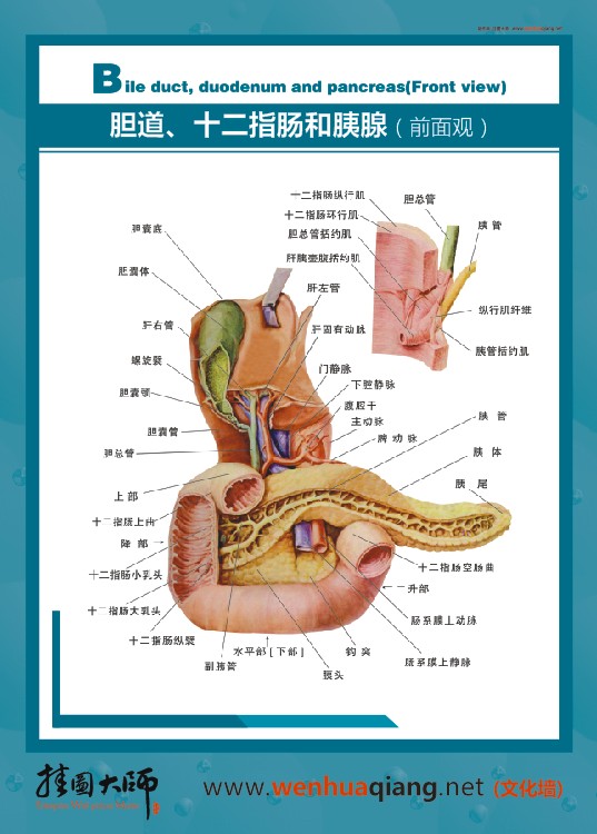 肠道、十二指肠和胰腺（前面观）