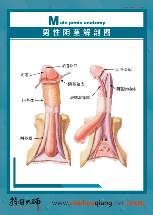 男性阴茎解剖图