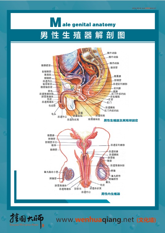 男性生殖器解剖图