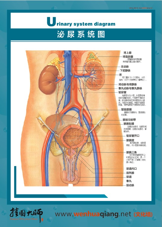 泌尿系统图