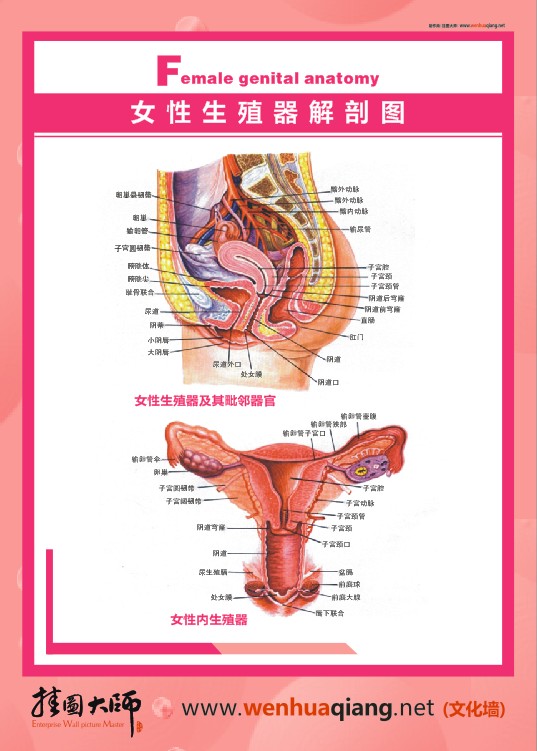 女性生殖器解剖图