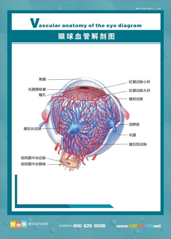 眼球血管解剖图