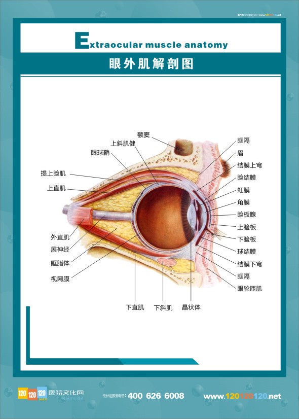 眼外肌解剖图