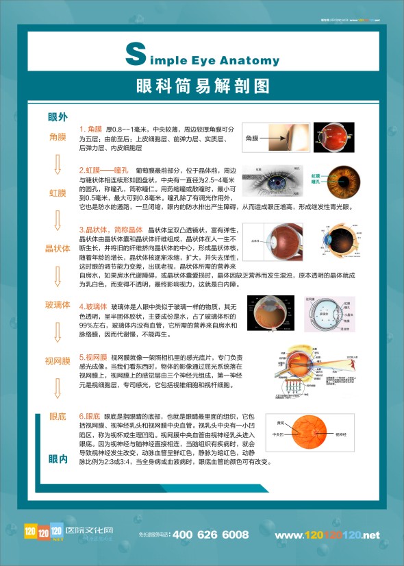 眼科简易解剖图