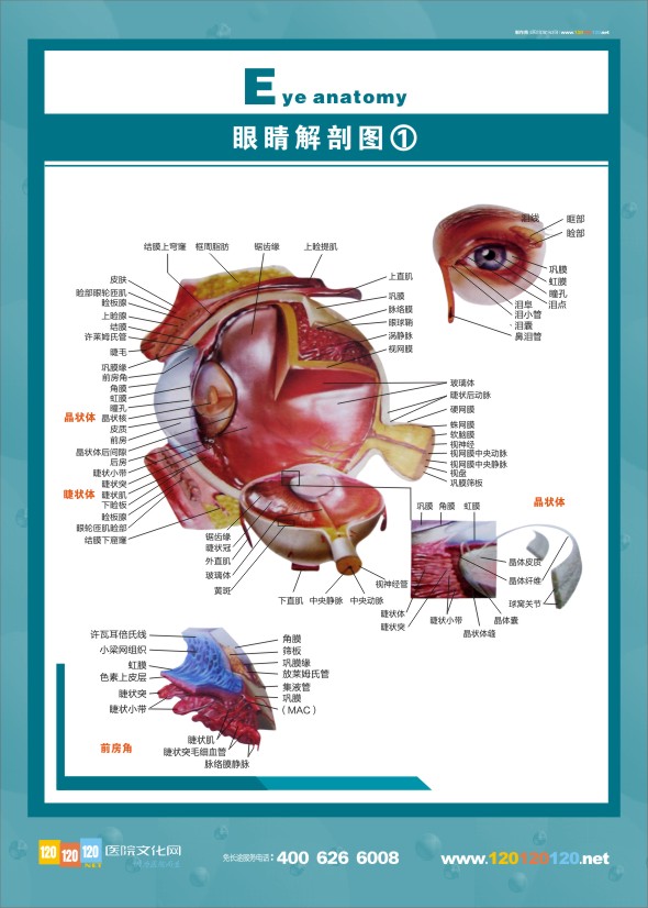 眼睛解剖图