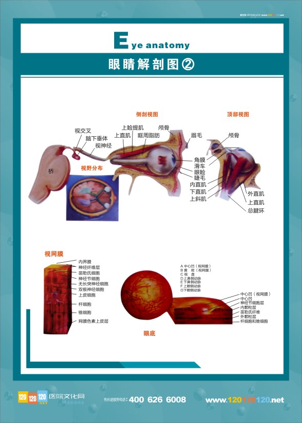 眼睛解剖图