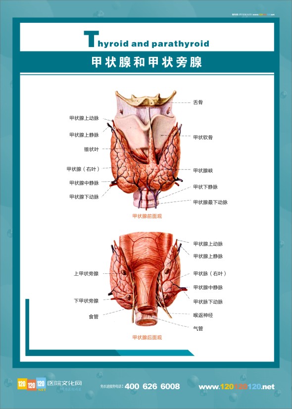 人体甲状腺解剖图 内分泌科结构图-甲状腺和甲状旁腺