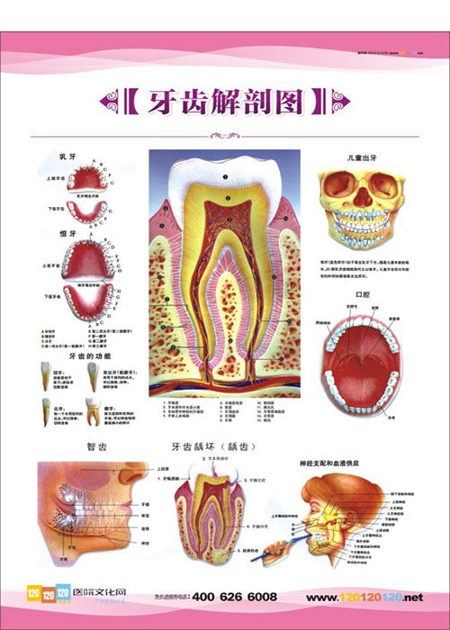 牙齿解剖图  牙科门诊图片 牙科矫正图片 口腔科解剖图-牙齿解剖图