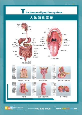 人体消化系统解剖图 消化系统解剖图 人体系统解剖学   