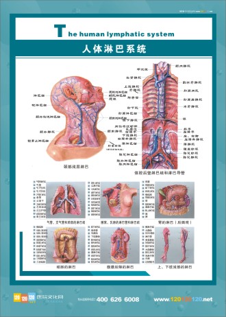 人体淋巴系统 淋巴系统解剖图 人体淋巴系统图 淋巴系统图