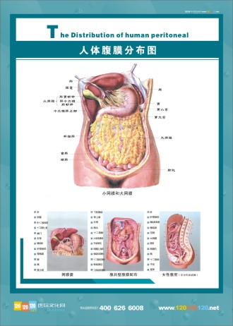 腹膜解剖图 人体腹部解剖图 医学人体解剖图  