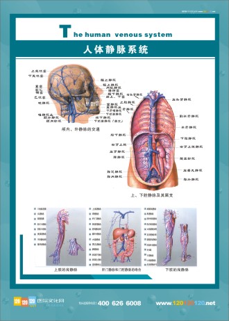 人体静脉图 人体解剖图 人体静脉分布图 人体静脉解剖