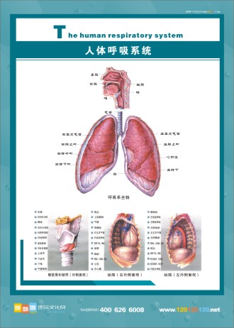 人体呼吸系统示意图 呼吸系统结构图 人体呼吸系统图片 人体呼吸系统图 呼吸系统解剖图 