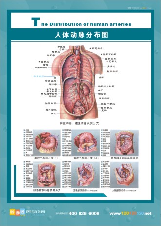 人体动脉分布图 人体经脉分布图 人体动脉解剖图