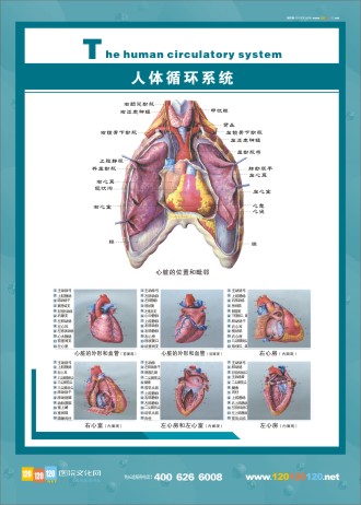 人体循环系统 人体循环系统图 人体循环系统解剖图 医学人体解剖图 人体系统解剖学 循环系统解剖图